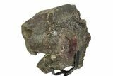 Fossil Sauropod Sacrum Bone Section with Metal Stand - Colorado #350612-1